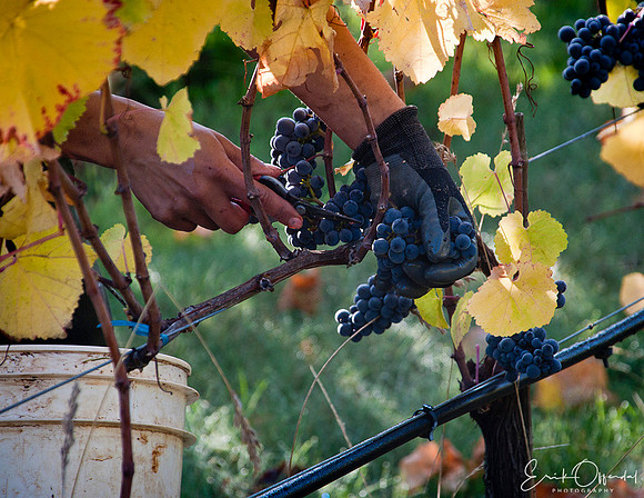 Grape harvest, winery in Willamette Valley