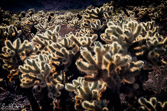Cholla Cactus Garden, Joshua Tree NP, California