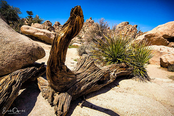Joshua Tree NP, California