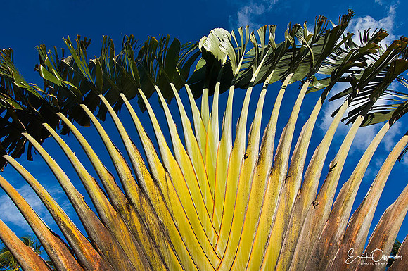 Palm tree, Punta Cana, Dominican Republic