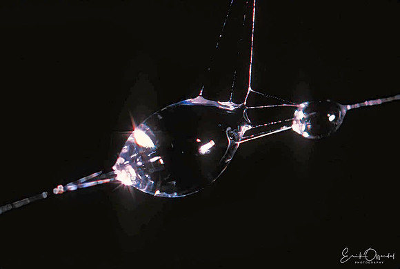 Waterdrops in cobweb, Norway