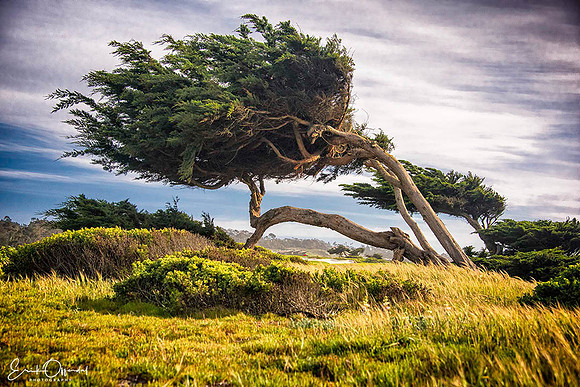 Pebble Beach near Monterey, California