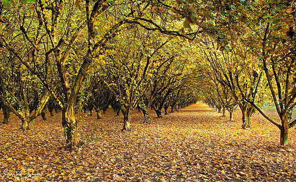 Hazelnut farm, Willamette Valley, Oregon