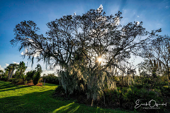 Oak tree w/Spanish moss, Sarasota, Florida